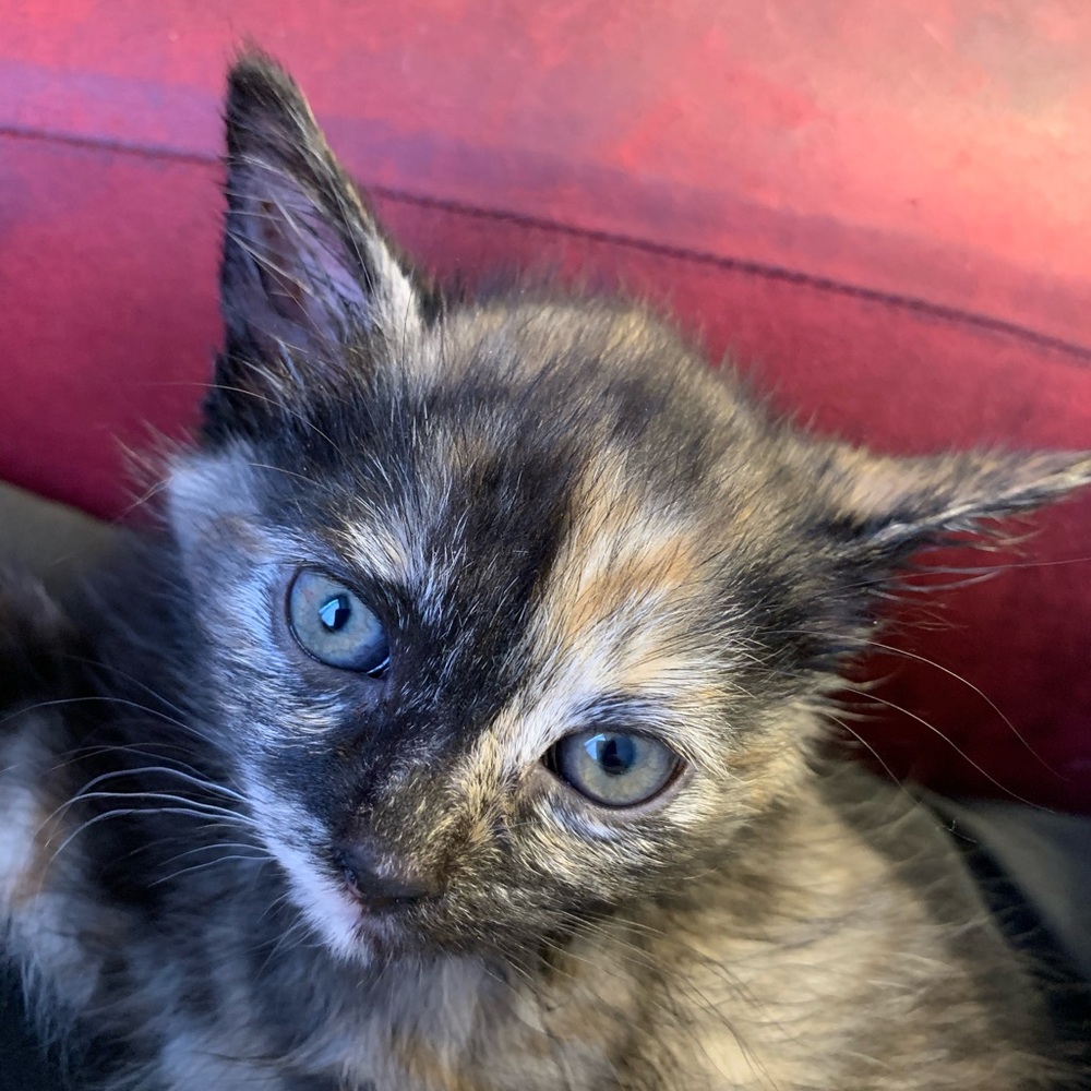 Meet your Posher, Raymond